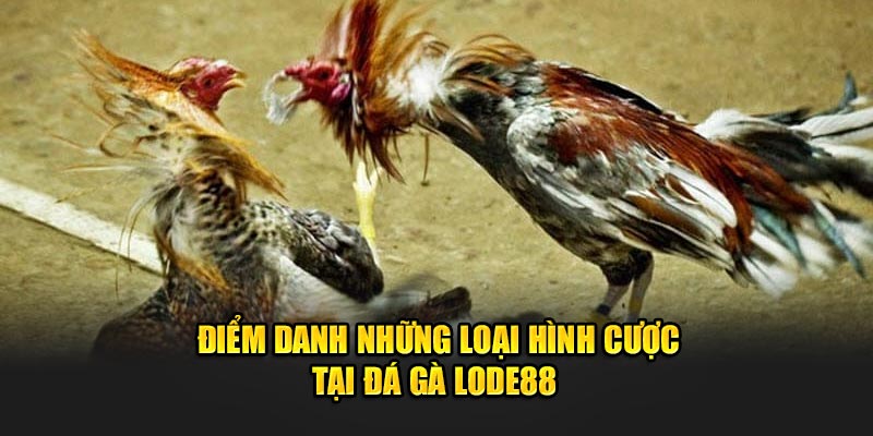 Điểm danh những loại hình cược tại đá gà Lode88 